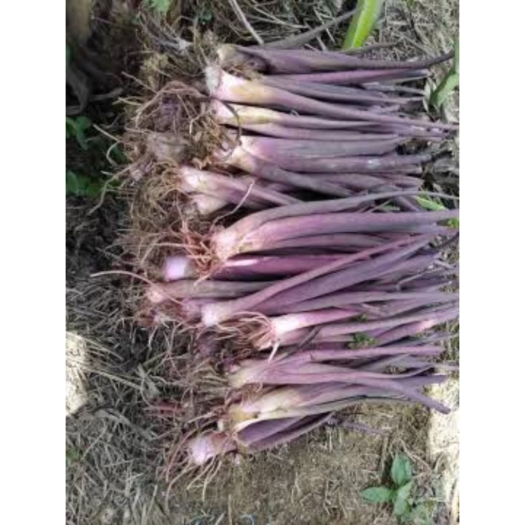 Bibit Talas Bogor Pratama 3// Talas Ungu (5 Bibit) Jumbo