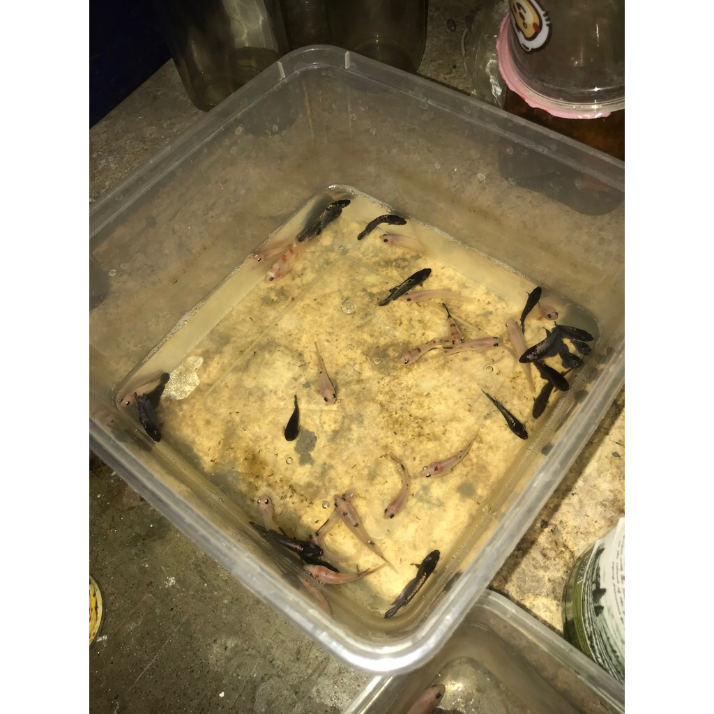 Bahan Anakan ikan cupang Multicolour dan avatar chopper