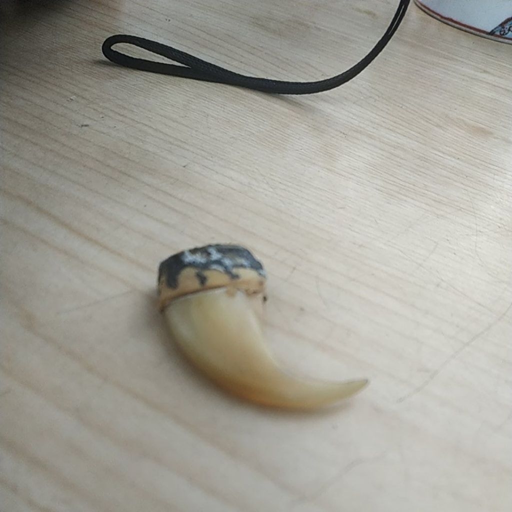 kuku macan bahan liontin