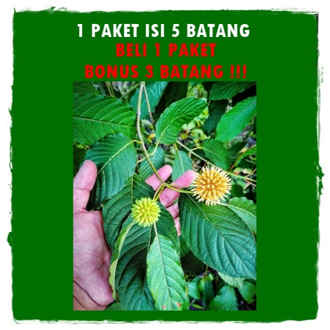 BIBIT TEH HIJAU PURKIK
