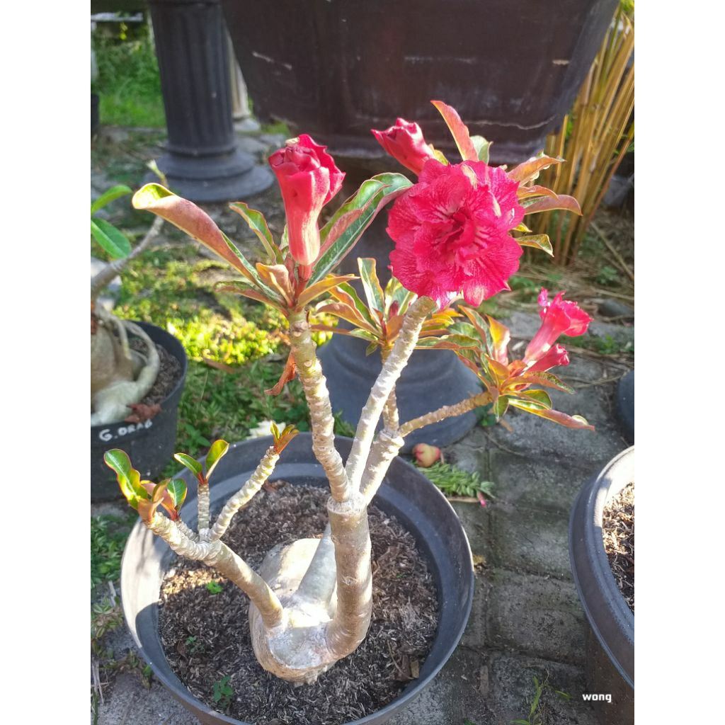 Adenium Bunga Tumpuk Varigata Hera