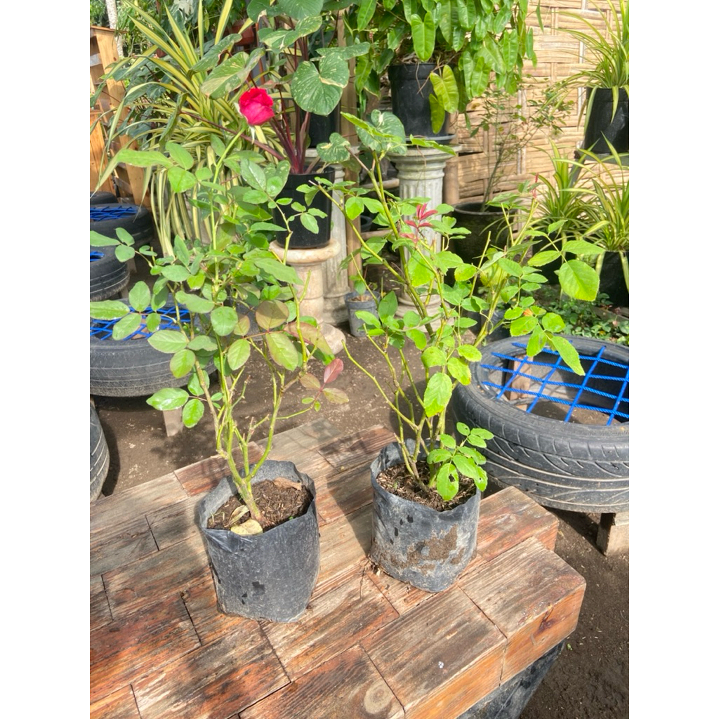 Bibit Cangkok Mawar Tanpa Duri