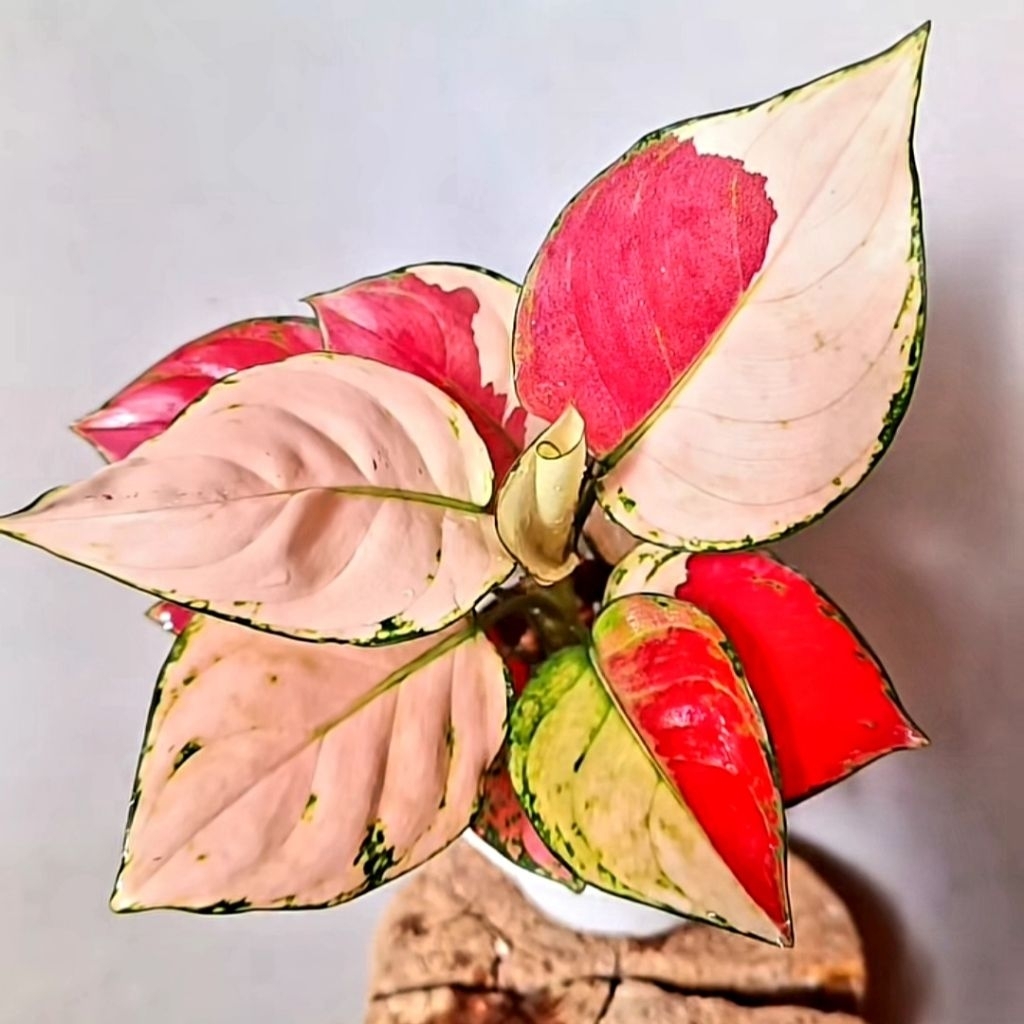 ( SPESIAL ) Bonggol Tanaman Hias Aglonema Merah Putih BERAKAR BERTUNAS Pasti Tumbuh | Bonggol Tanama