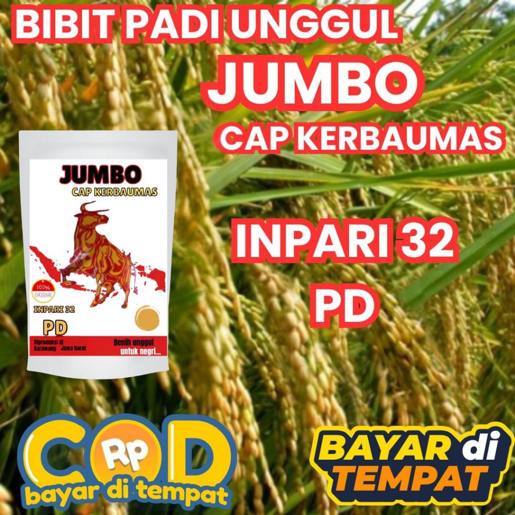 (1KG) PD JUMBO INPARI 32 CAP KERBAU MAS BENIH PADI UNGGUL BERKUALITAS