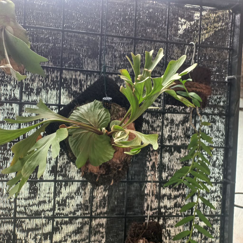 media platycerium/anggrek model bulat tinggal pasang