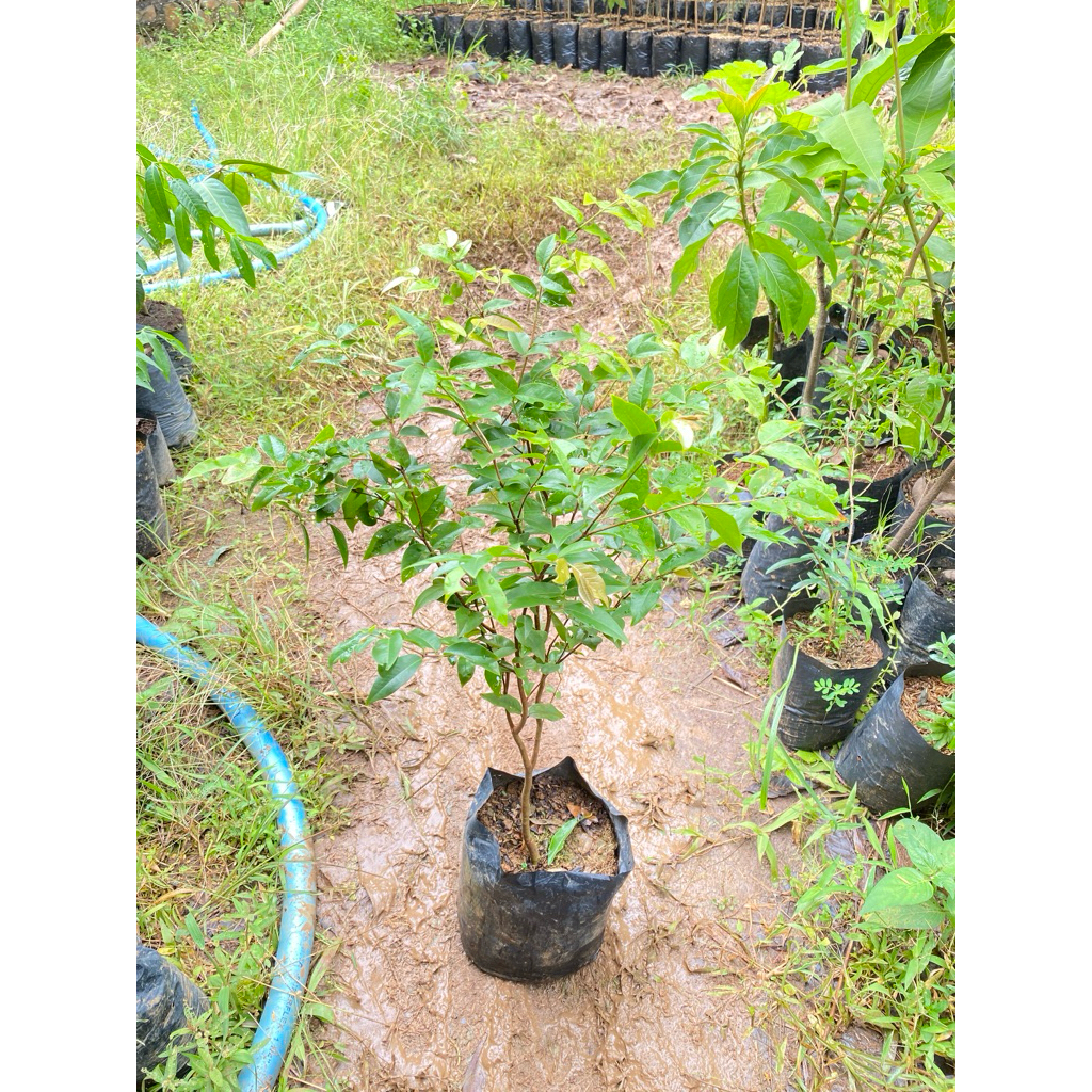 Bibit TANAMAN ANGGUR PRECO Bibit Anggur Pohon Besar