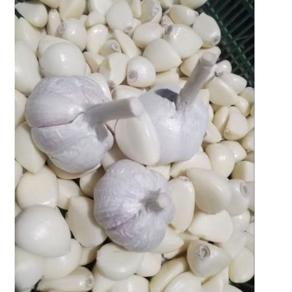 bawang putih kating kupas