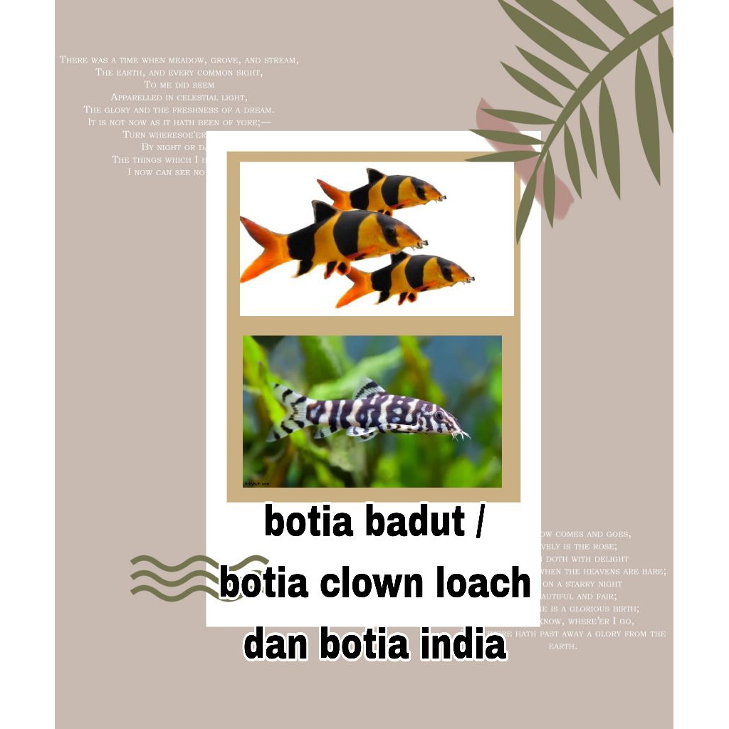 hiasan kamar botia badut / botia india