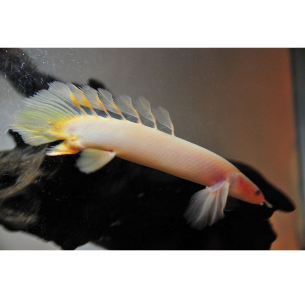 sticker PALMAS ALBINO SLAYER SIZE 10-12cm