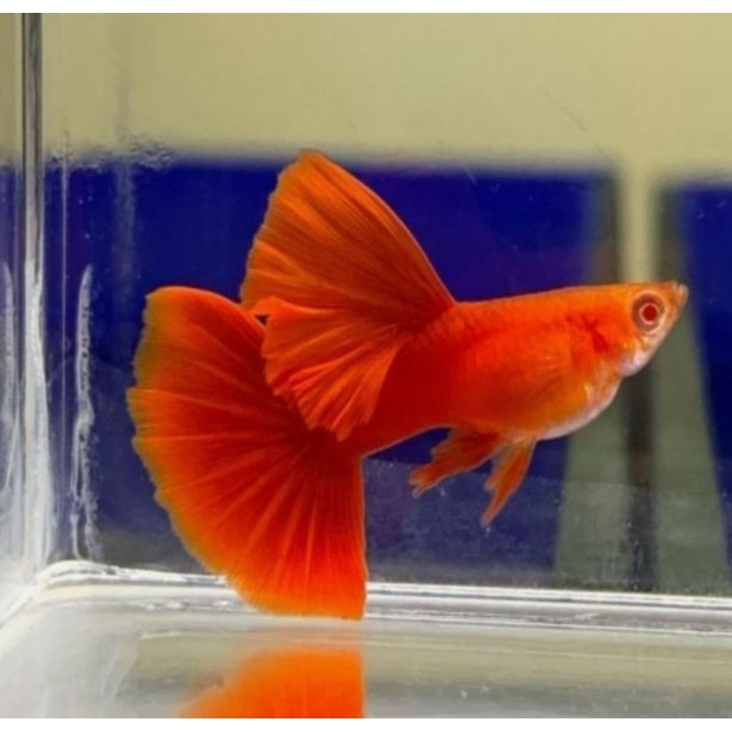 Stiker Guppy AFR BDS, Albino full red Big dorsal / hiasa aquarium