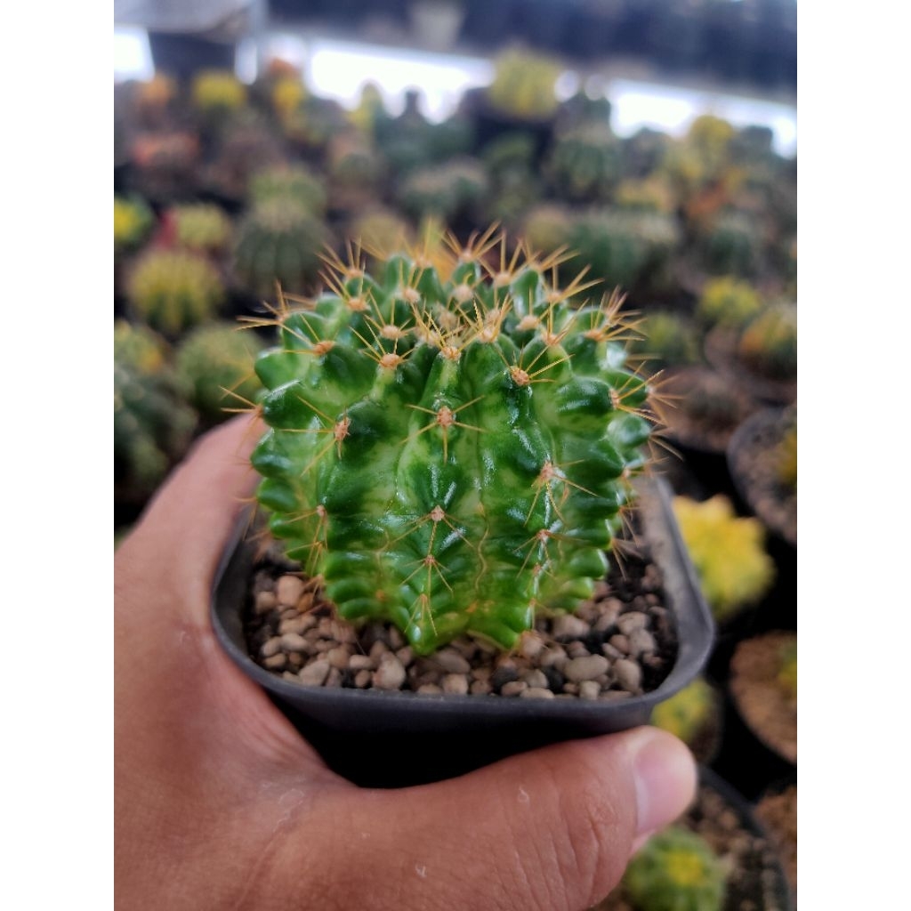 GYMNO MARBLE VARIGATA DI POT 8CM BIG SIZE TOWER//KAKTUS//KAKTUS LUCU//KAKTUS MINI//KAKTUS MURAH//KAK