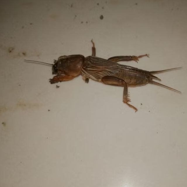 10 ekor gaang sawah  orong orong sawah buat mancing