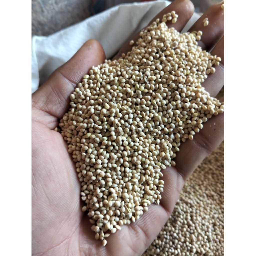 Milet Putih Pakan burung Tekukur, Perkutut, Lakbet dan Sejenisnya