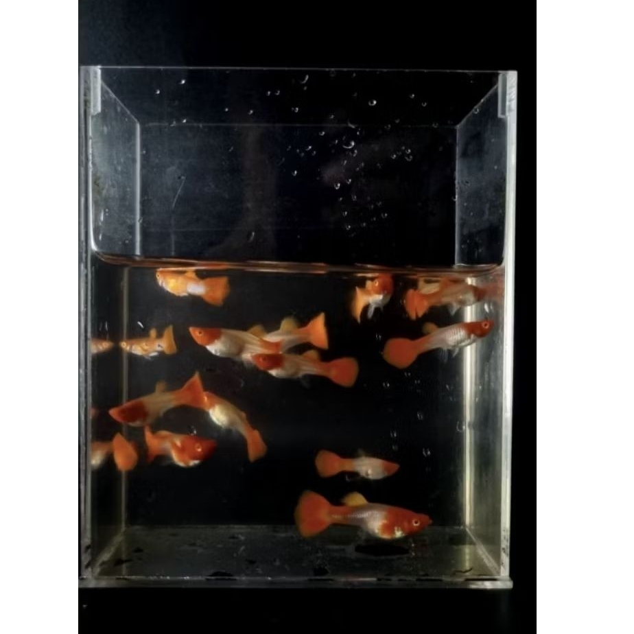 Soliter Akrilik Ikan Guppy Albino Koi Red Ear