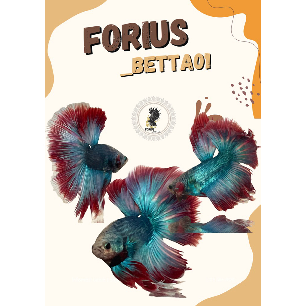 ikan cupang hm jumbo eceran