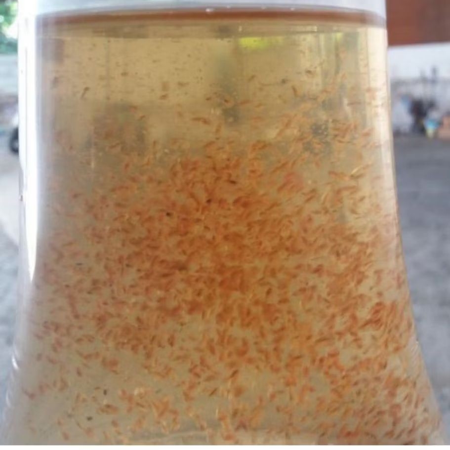 starter kutu air dapnia/monia