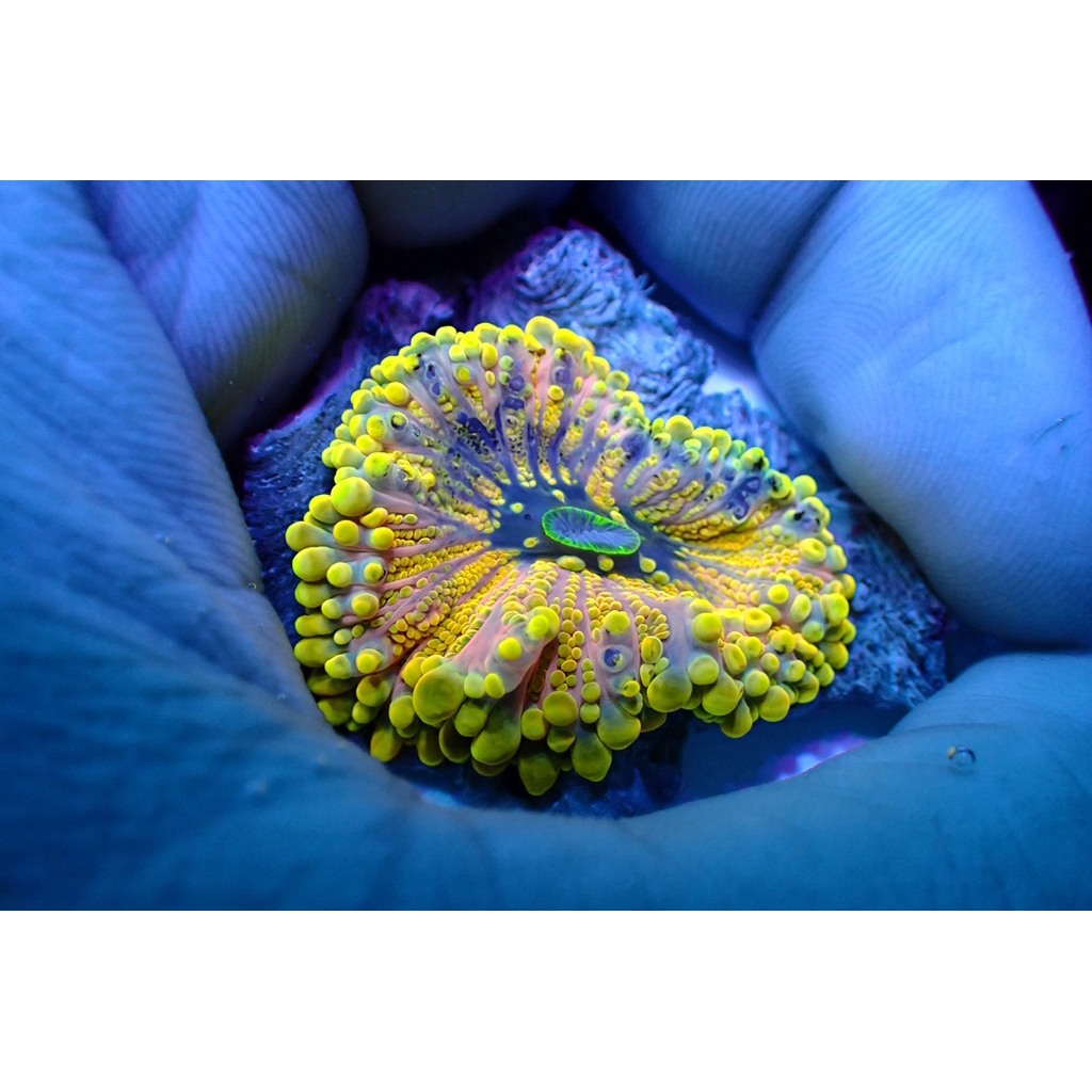 yuma rainbow mushroom hiasan aquarium