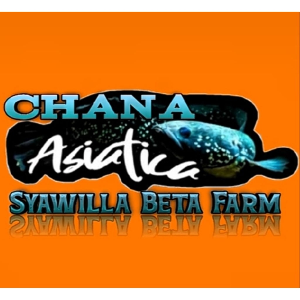 Chana Asiatica Ws Size 20cm up