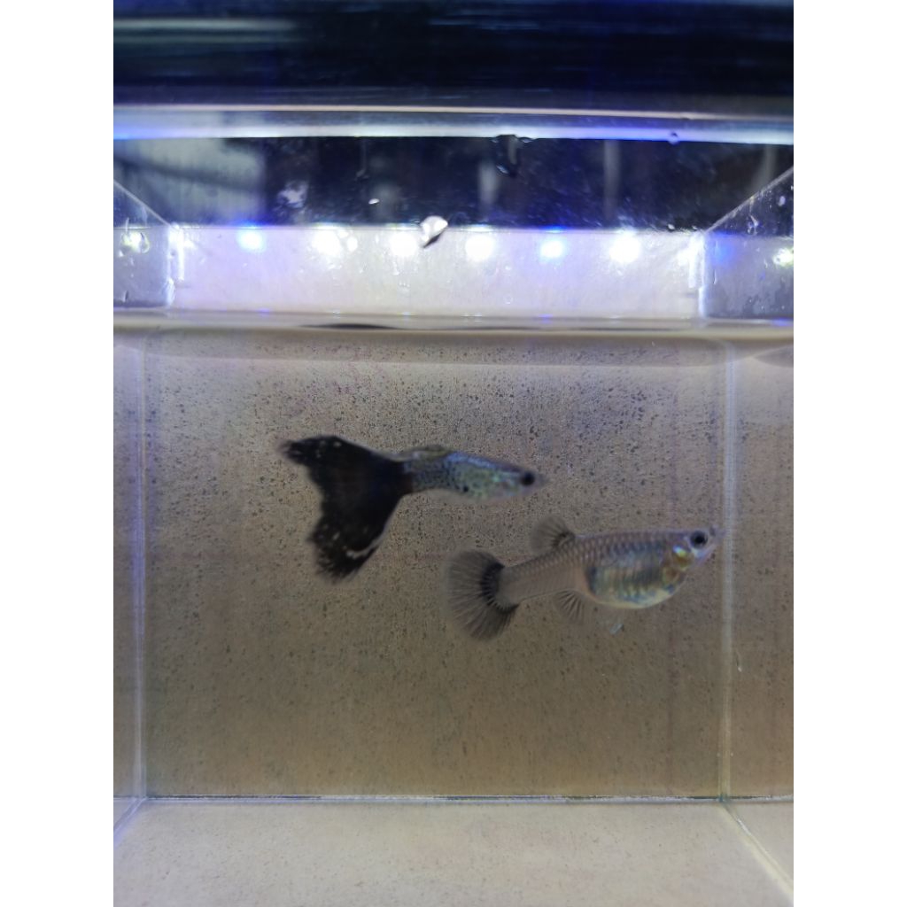hiasan aquarium ikan guppy mssbt