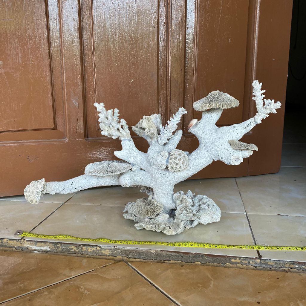 Batu karang trumbu karang laut asli rangkai super jumbo lebar 47cm hiasan akuarium aquascape