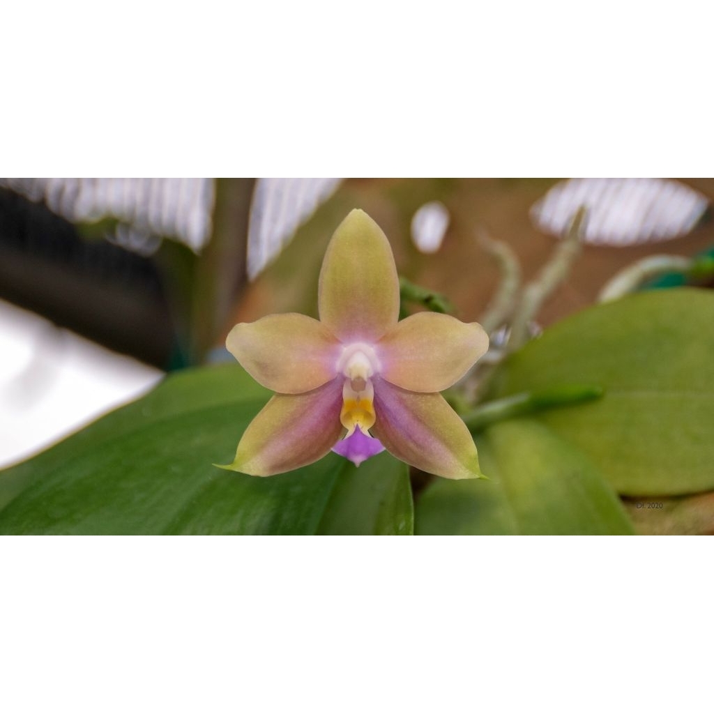 remaja Phalaenopsis arnel tobia bibit bunga anggrek bulan primary hybrid dikirim dengan pot dan medi