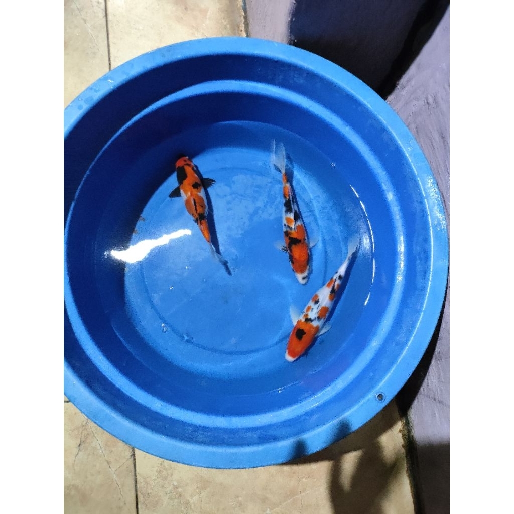 Ikan koi jenis showa,sanke