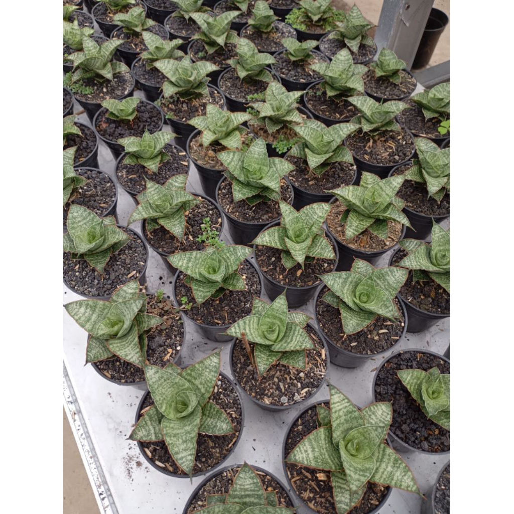 SENSIVERA TELETUBIES