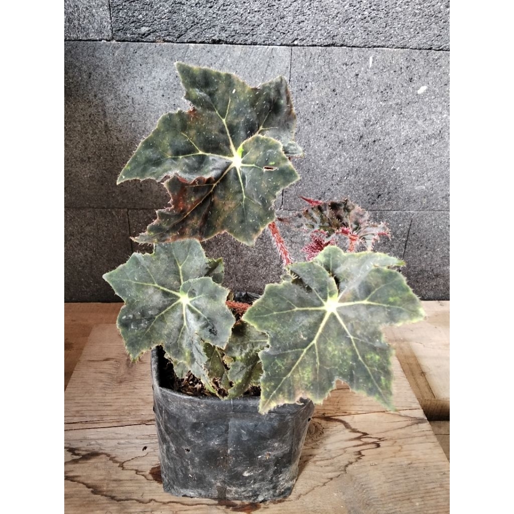 Tanaman Hias Begonia Rhizomatous/Begonia hitam bergerigi/Begonia Black Fang.