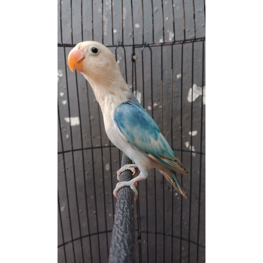 burung lovebird blue series paud