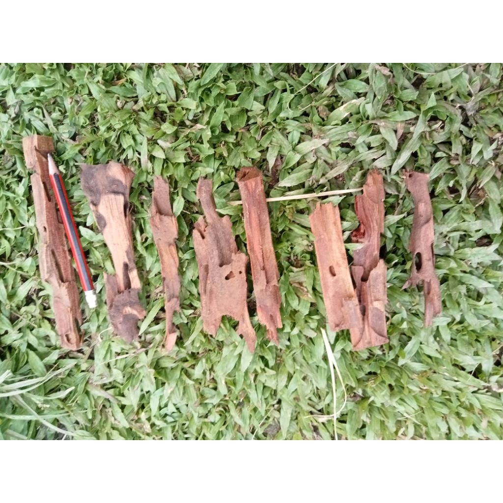 kayu rentek super mini dekorasi aquasecape aquarium