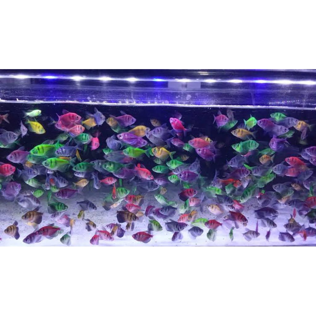 Ikan Hias Glofish Tiger Biasa 25 Ekor Pilihan Kualitas Terbaik