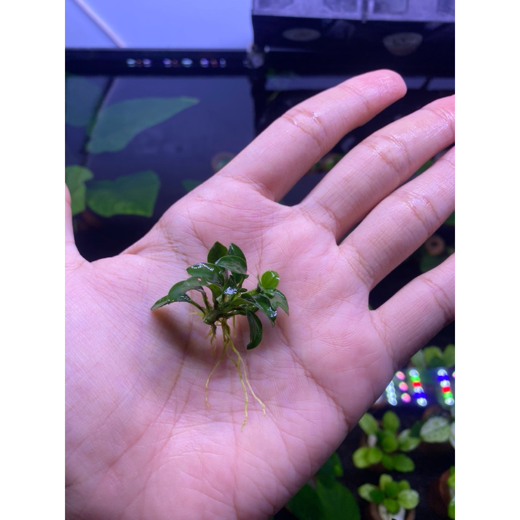 Tanaman Aquascape Anubias Petit