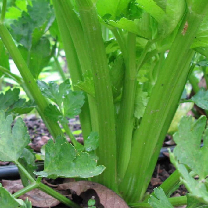 BIJI Benih Seledri Jumbo Super 100 Biji Benih Siap Semai