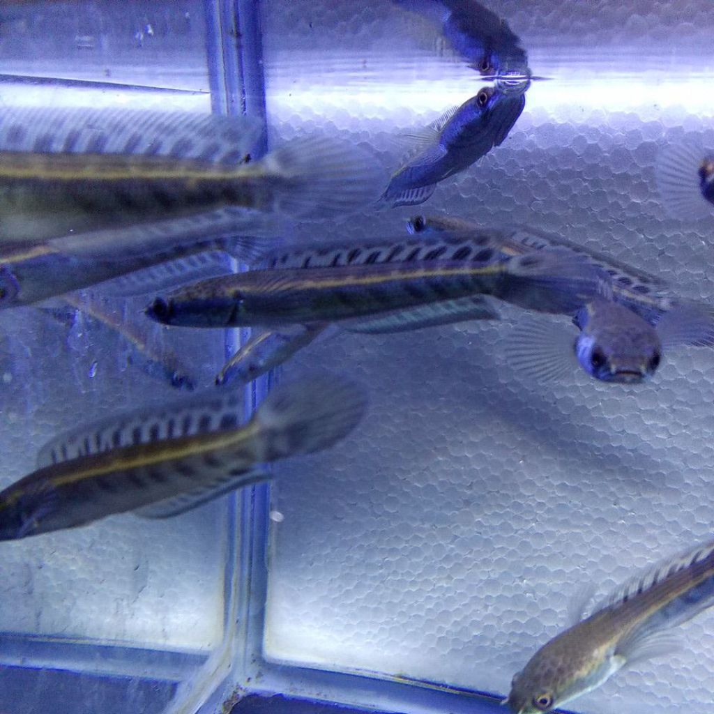 channa maru ys bar tebal 7-9cm full pelet (sortir batik)