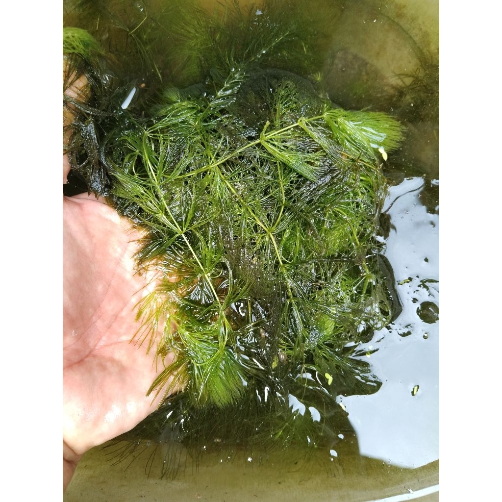 Tanaman Air Ekor Tupai