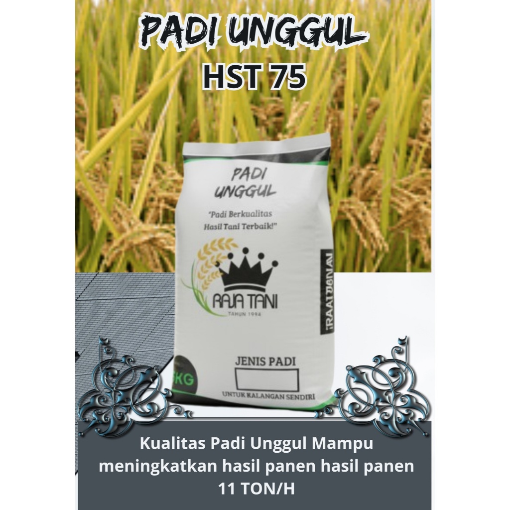 Benih Padi Genjah Padi Unggul Padi  HST 75 5KG