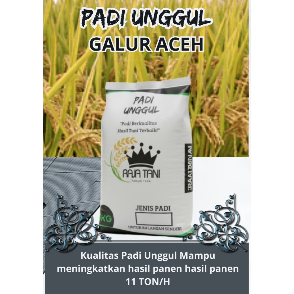 Terlaris / Padi Kabir 07 Galur Lokal Aceh / Biji Padi Unggul galur aceh / Kemasan 5 Kilogram