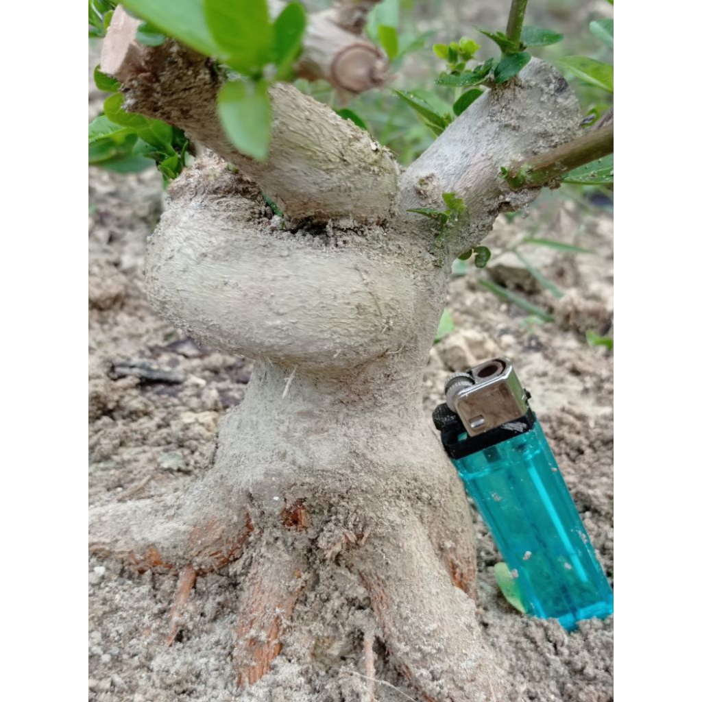 bahan bonsai sancang fresh dongkel realpic