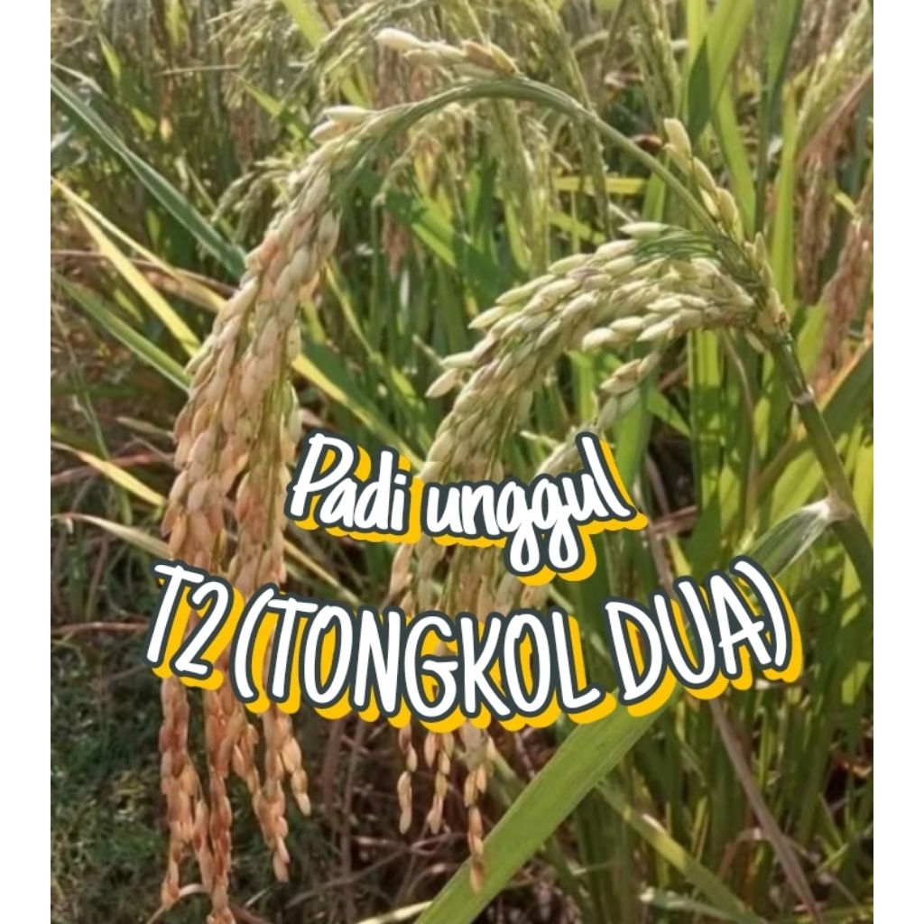 Benih padi T2 ( TONGKOL DUA) kemasan 5kg