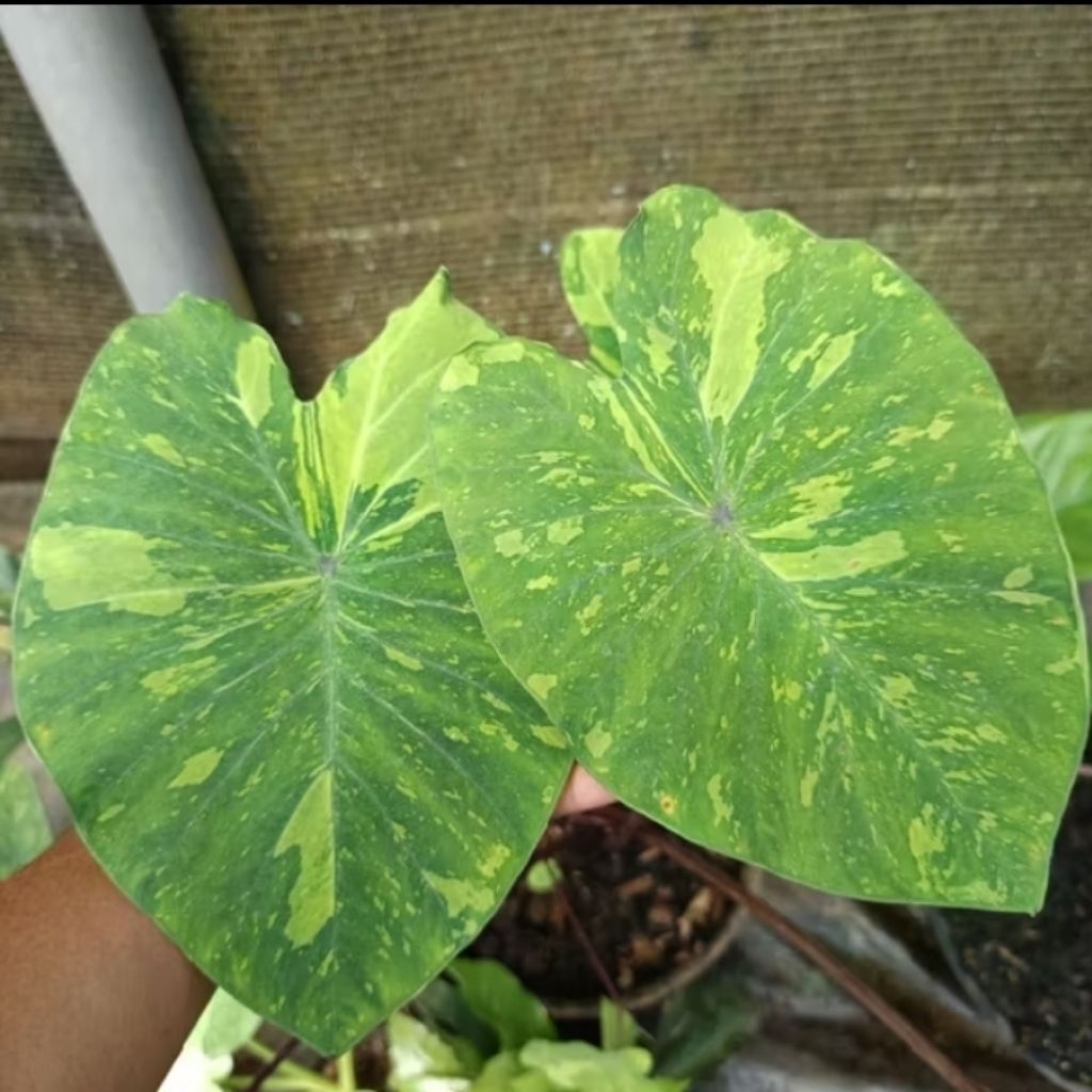 COLOCASIA LIME GECKO TANAMAN HIDUP