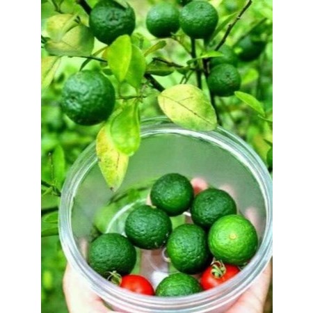 Limau Kuit / Jeruk khas Banjarmasin