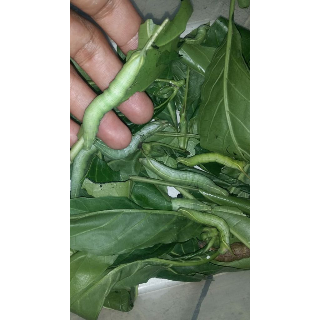 ulat mengkudu/pace untuk umpan pancing bawal/lele harga perekor