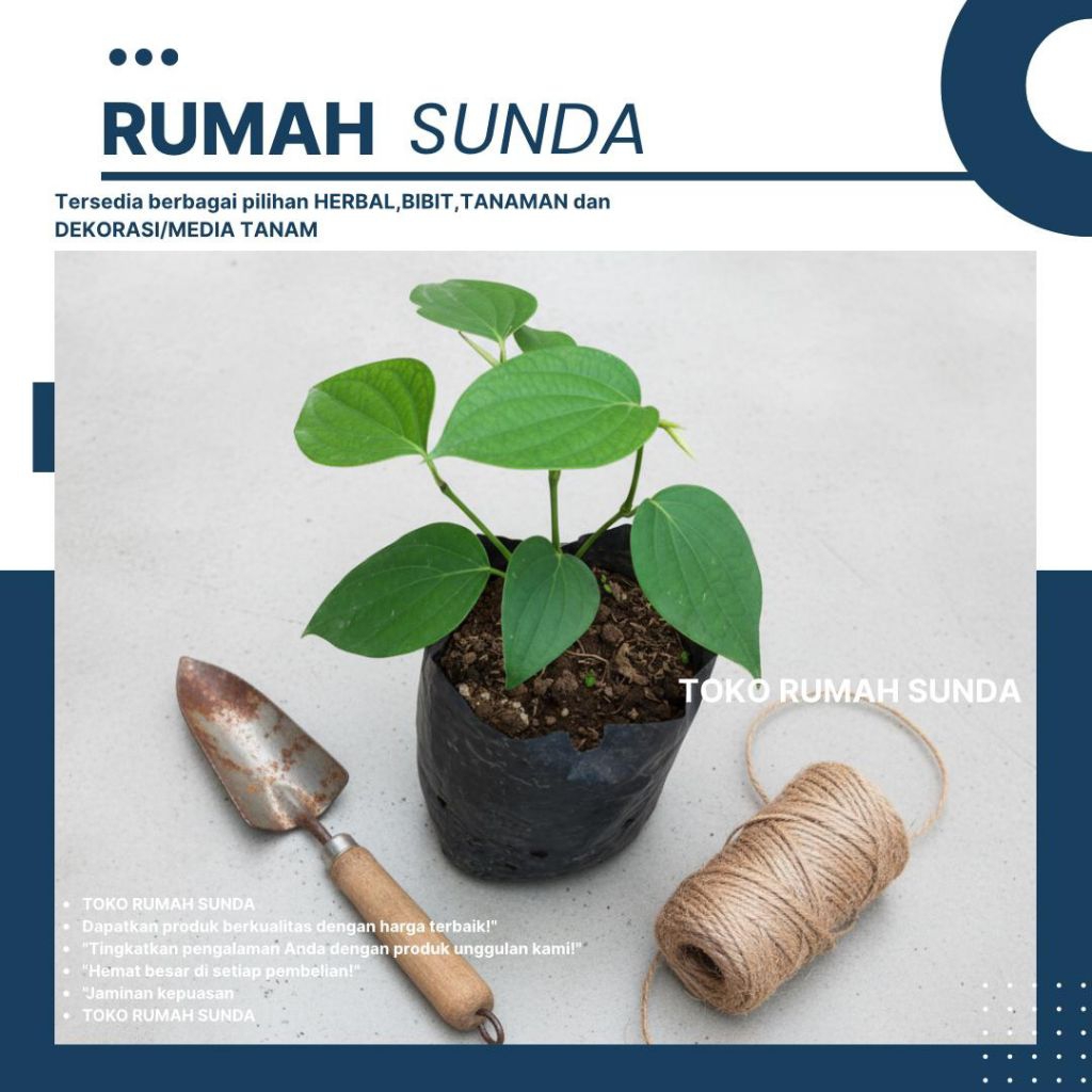 Promo Bibit Lada Perdu Unggul Atau Lada Hitam Perpolybag