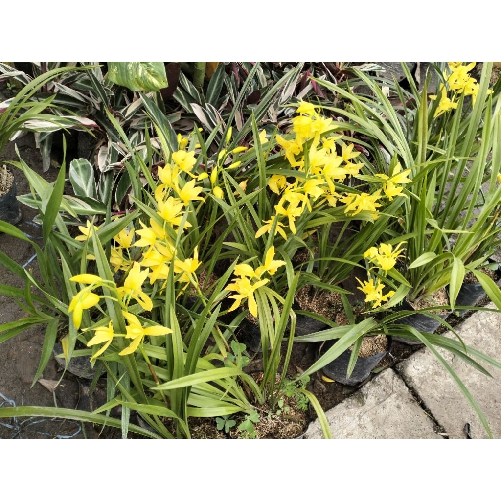 anggrek golden boy (anggrek tanah)