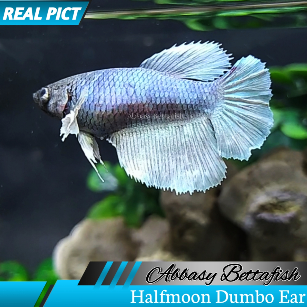 Halfmoon Dumbo Ear Female/Betina ( Real Pictures)
