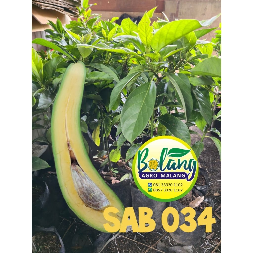 BIBIT ALPUKAT SAB 034