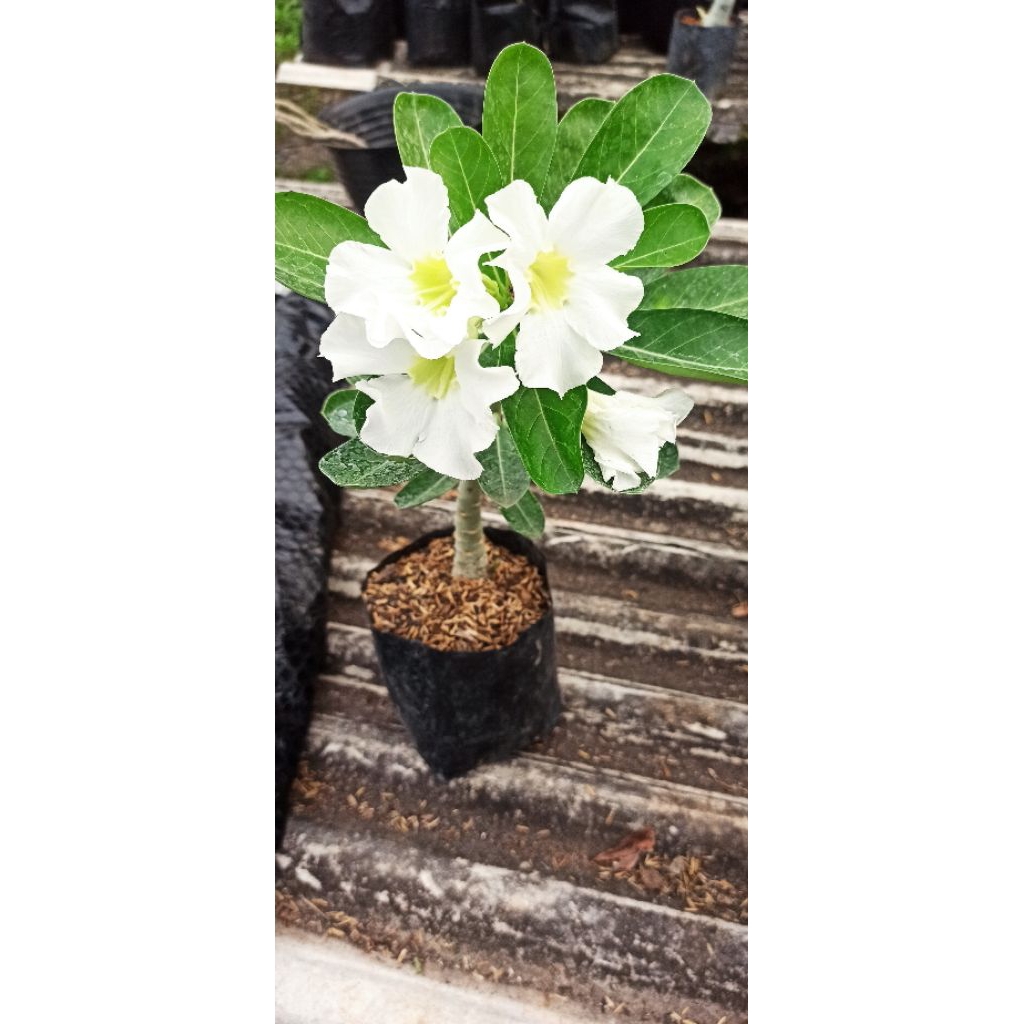 Adenium Bunga Single Putih TERMURAH