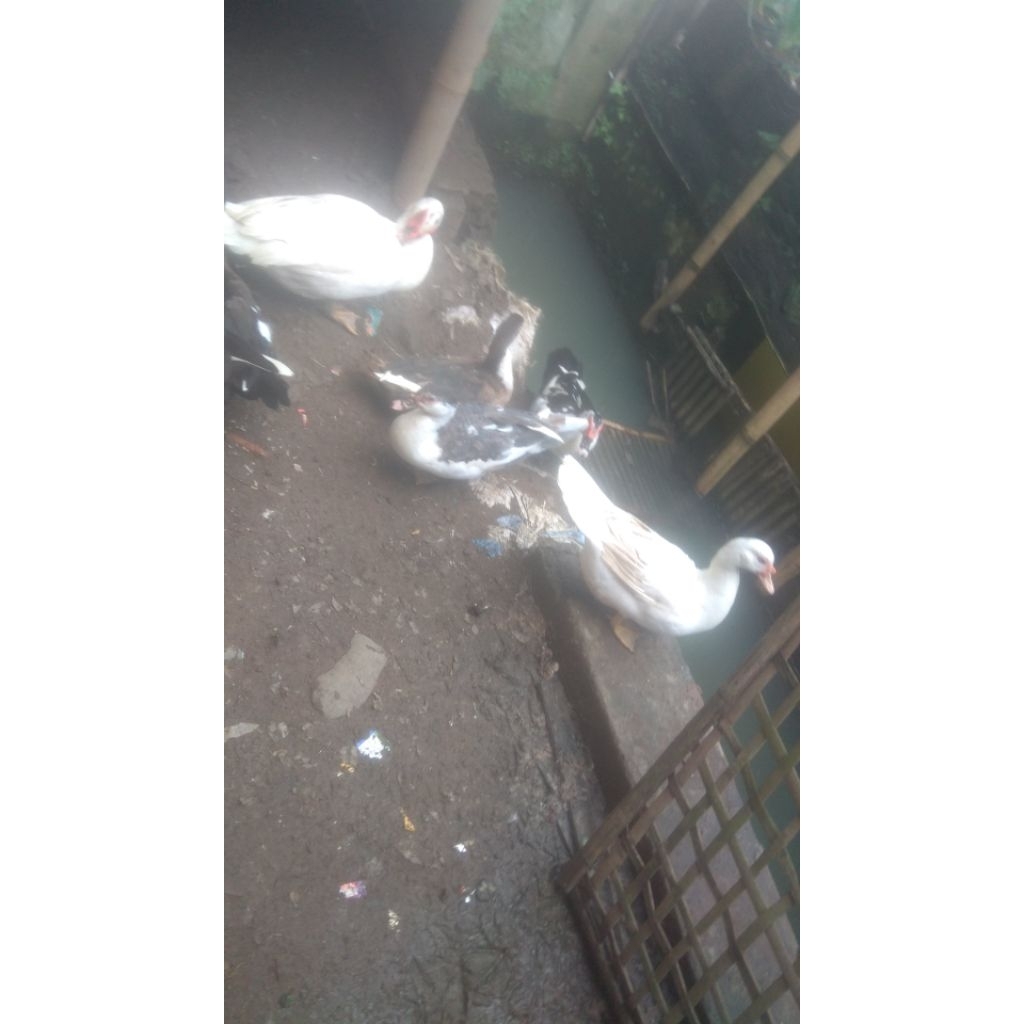 Entog betina muda 1ekor