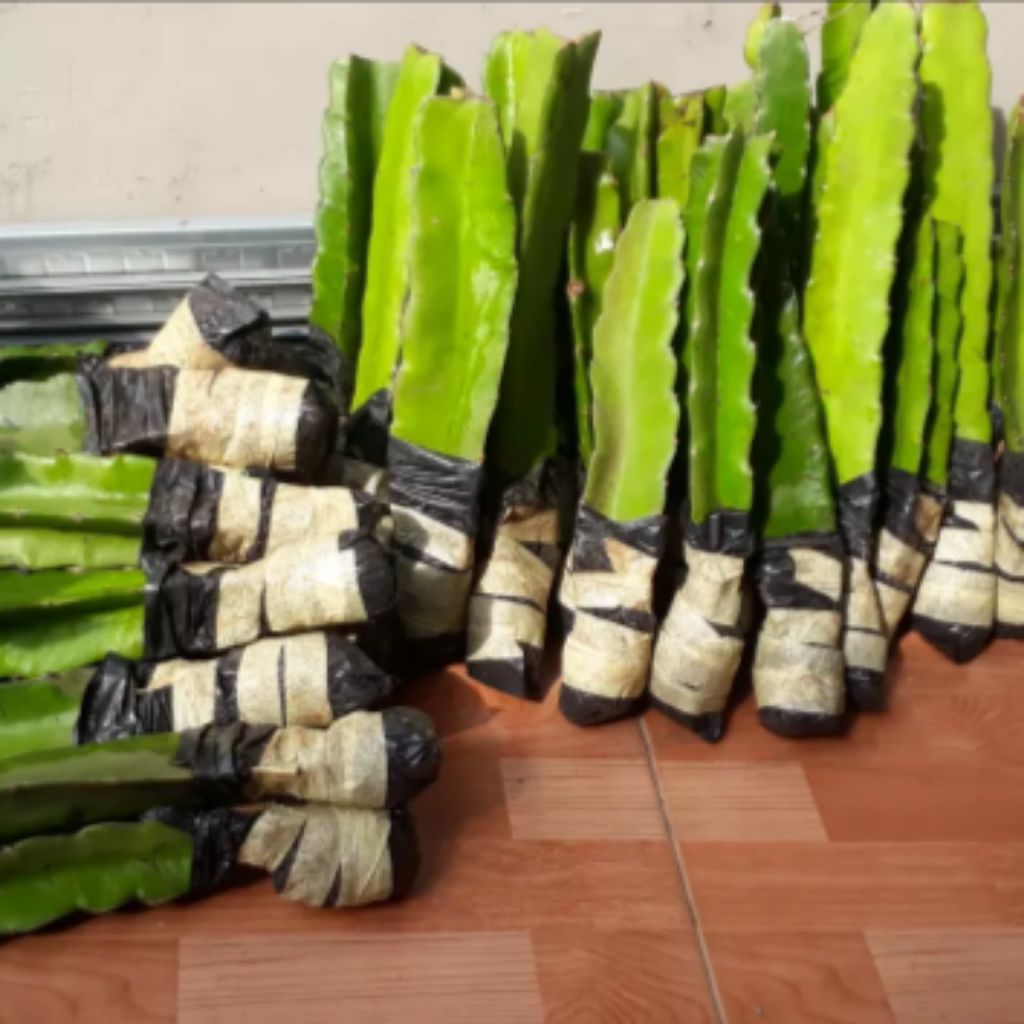 Bibit buah naga putih- Bibit buah naga putih stek batang- Bibit buah naga putih murah- Bibit buah na