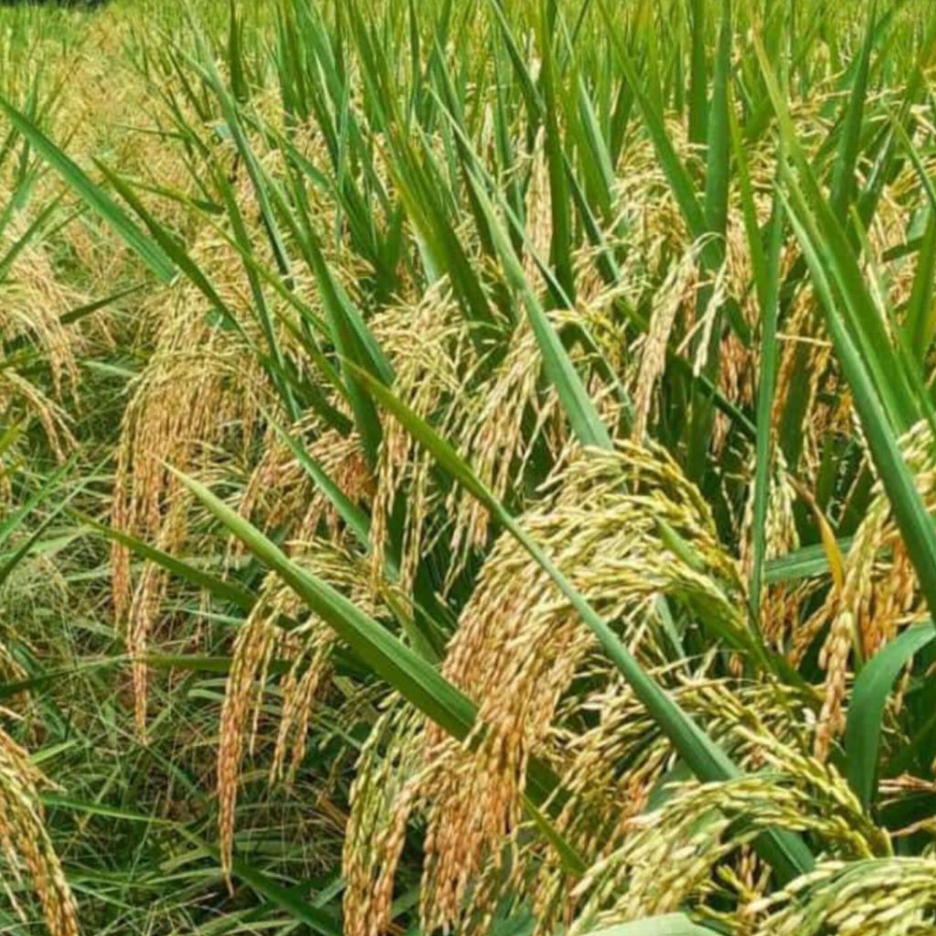 BENIH PADI INPARI 32 JUMBO KEMASAN 5KG